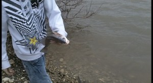 Jeff_fish
